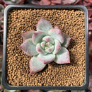 Echeveria 'Colosseum' 2" New Hybrid Succulent Plant