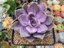 Echeveria 'Perle von Nurnberg' Variegated 4" Succulent Plant