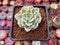 Echeveria 'Tinkerbell' Variegated 2" Succulent Plant