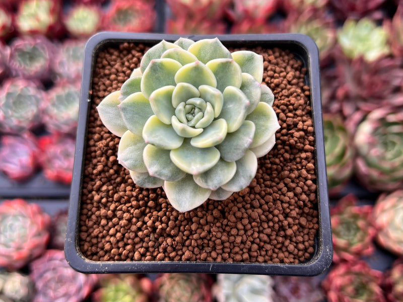 Echeveria 'Tinkerbell' Variegated 2