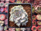 Echeveria 'Vampire Appaloosa' 2" Lilacina Mutant Succulent Plant