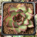 Echeveria Agavoides 'Fire Pillar' 2" Succulent Plant