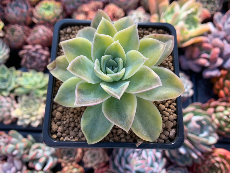 harry watson succulent Graptoveria 'Harry Watson' 3