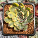 Echeveria 'Pulidonis' Variegated 2" Succulent Plant