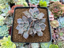 Echeveria 'Linda Jean' 2" Cluster Succulent Plant