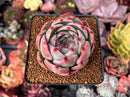 Echeveria 'Casio' Variegated 2"-3" Succulent Plant
