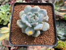 Echeveria 'Orange Monroe' 2" Succulent Plant