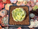 Echeveria 'Nicksana' Variegated 2" Succulent Plant