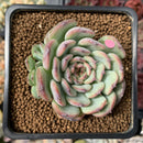 Echeveria 'Marcel' 2" Succulent Plant