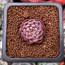 Echeveria 'Shella' 1" Small Succulent Plant