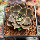 Echeveria 'Mysterious Rose' 2" Succulent Plant