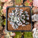Echeveria 'Pignose' *Not E. Trumpet Pinky* 1" Succulent Plant