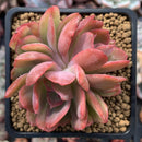 Echeveria 'Luella' 3" Succulent Plant