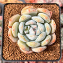 Echeveria 'Orange Monroe' 2"-3" Succulent Plant