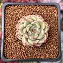 Echeveria 'Herbion' 1" Succulent Plant