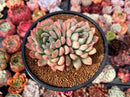 Echeveria 'King Midas' 3"-4" Succulent Plant