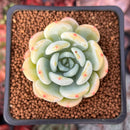 Echeveria 'Chloe' 1" Succulent Plant