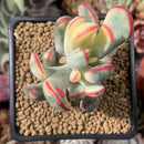 Cotyledon 'Orbiculata' Variegated 3" Succulent Plant