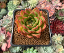 Echeveria Agavoides 'Happy' 2” Succulent Plant