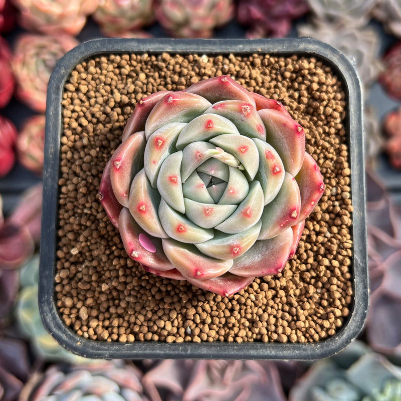 alba beauty succulent Echeveria 'Alba Beauty' 1"-2" Succulent Plant – True Succulents Plant Co