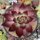 Echeveria Agavoides 'Magic Corona' 5" Large Succulent Plant