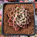 Echeveria 'Primavera' 1" Succulent Plant
