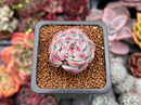 Echeveria 'Marcel' 1" Succulent Plant