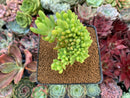 Sedum 'Pachyphyllum' Crested 3" Succulent Plant