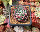 Echeveria 'C'est Si Bon' 2" Succulent Plant