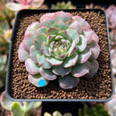 Echeveria 'Charles Rose' 2" Succulent Plant