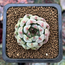 Echeveria sp. 1" Succulent Plant