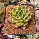 Echeveria Agavoides 'Sarabony' 2"-3" Succulent Plant