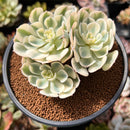 Echeveria 'Compton Carousel' 3" Succulent Plant