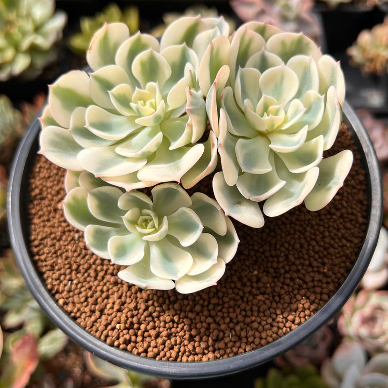 compton succulent Echeveria 'Compton Carousel' 3" Succulent Plant