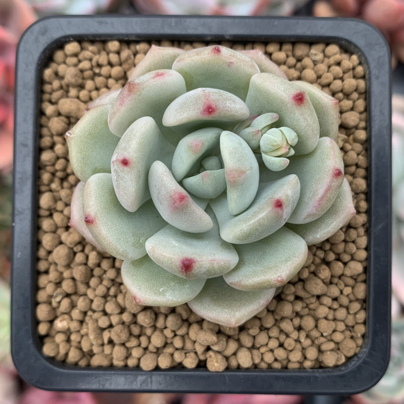 Echeveria 'Beach Ball' 1