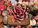 Echeveria Agavoides 'Taurus' 4" Succulent Plant