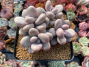Graptopetalum 'Amethystinum' 4" Cluster Succulent Plant