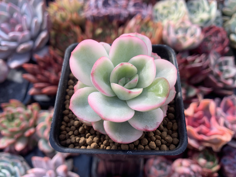 one succulent plant Pachyveria 'Worthy One' Variegated 1" Succulent Plant – True Succulents Plant Co