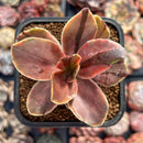 Echeveria 'Fimbriata' Variegated AKA 'Fasciculata' 2" Succulent Plant