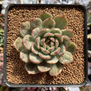 Echeveria Agavoides 'Chris Boney' Variegated 3" Succulent Plant