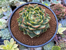 Echeveria Agavoides 'Nubeoleon' 3"-4" Succulent Plant