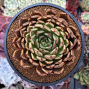 Echeveria 'Zaragoza' x' 'Ebony' Hybrid 4" Succulent Plant