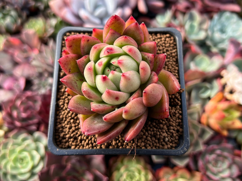 Echeveria Agavoides 'Water Lily' 2" Succulent Plant