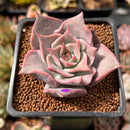Echeveria 'Madiba' 1"-2" Succulent Plant