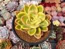 Echeveria 'Golden Glow' Variegated 4" Succulent Plant