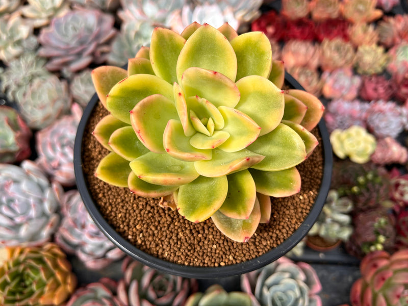 succulent gold Echeveria 'Golden Glow' Variegated 4" Succulent Plant – True Succulents Plant Co