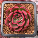 Echeveria Agavoides 'Rejong' 1" Succulent Plant