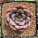 Echeveria 'Pink Champaign' 3" Succulent Plant