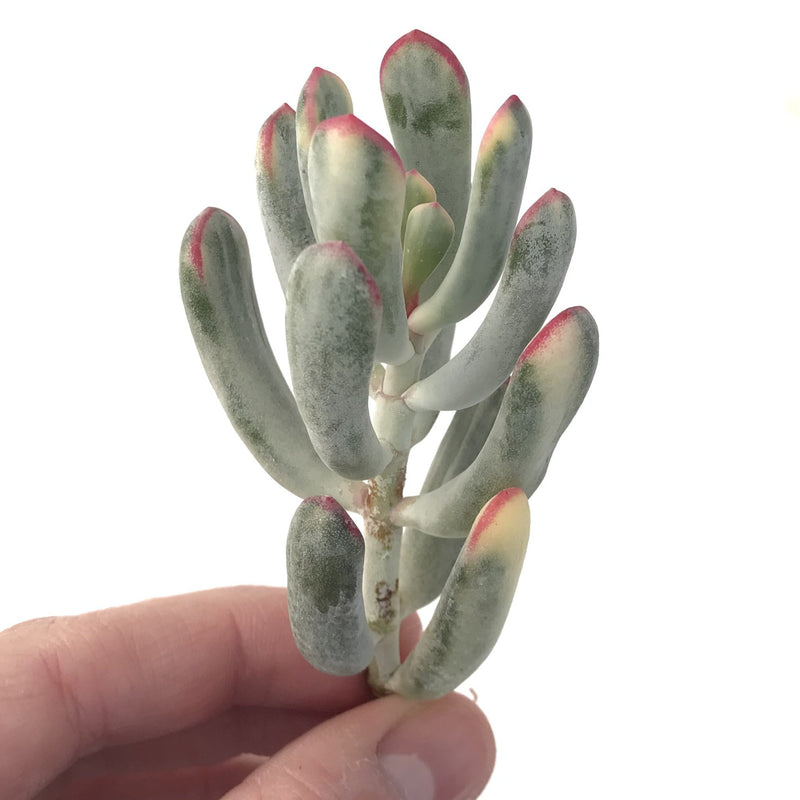 succulent thin leaves Cotyledon 'Orbiculata' Variegated Thin Leaf 2"-3" Succulent Plant – True Succulents Plant Co