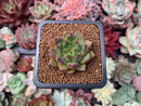 Echeveria 'Black Marvel' 1" New Hybrid Succulent Plant